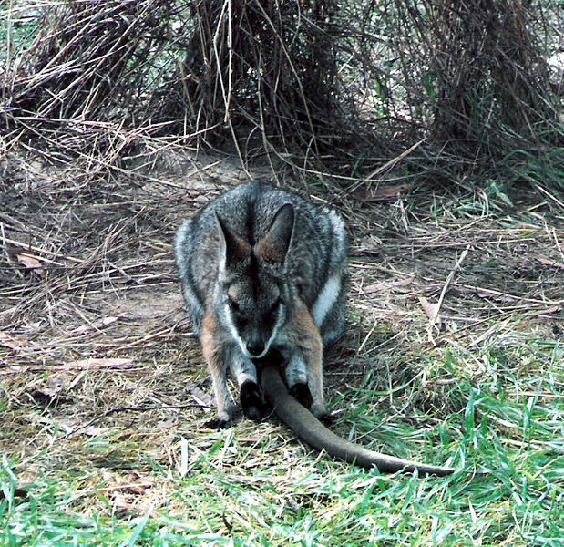 Macropus_dorsalis1