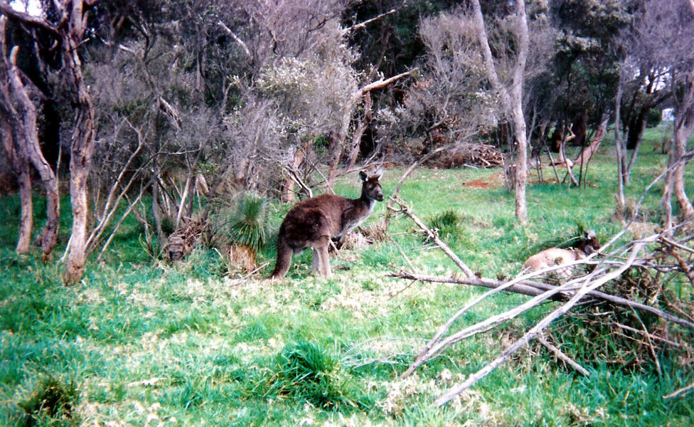 Macropus_fuliginosus2