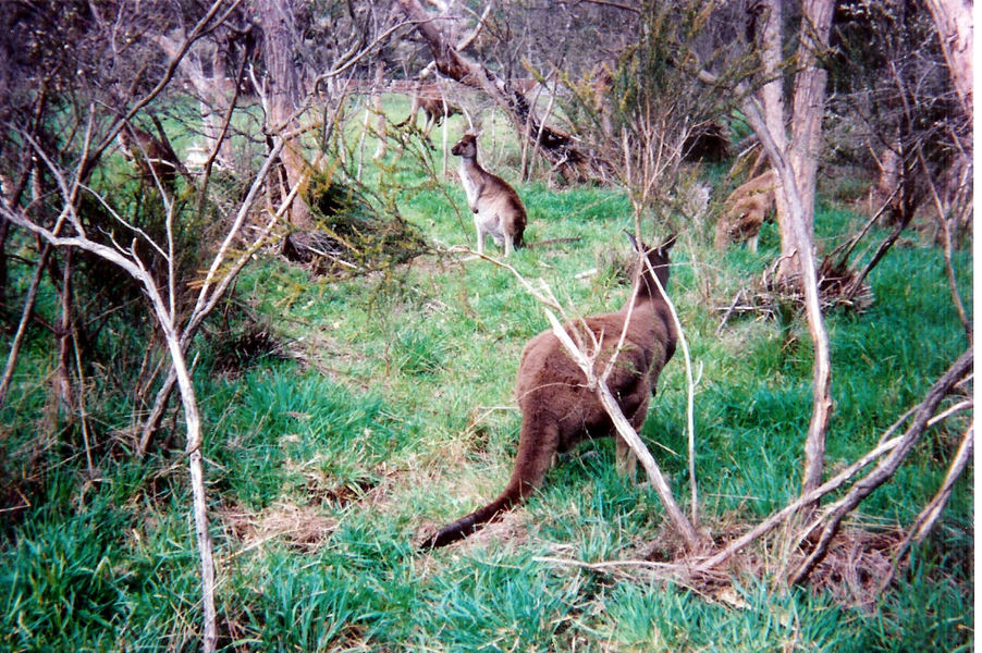 Macropus_fuliginosus4