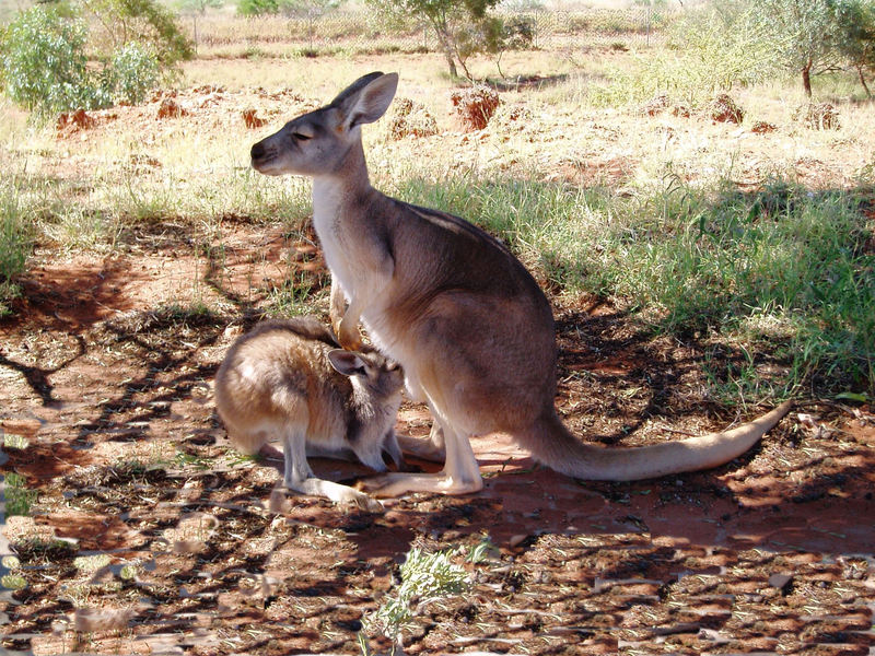 Macropus_robustus3