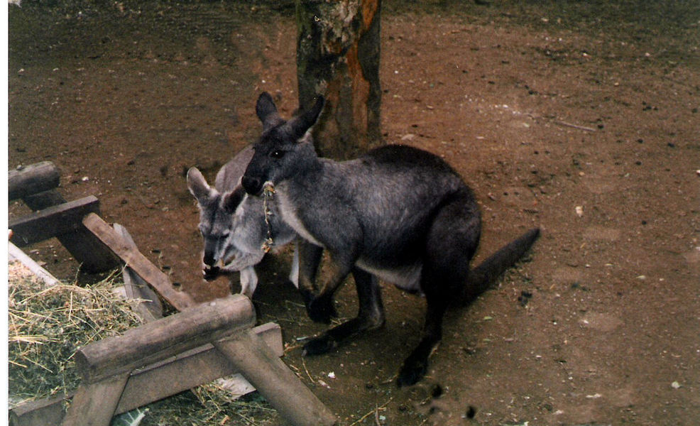 Macropus robustus