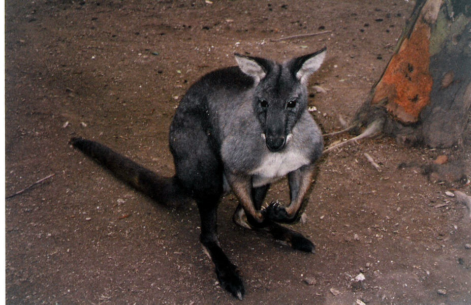 Macropodinae