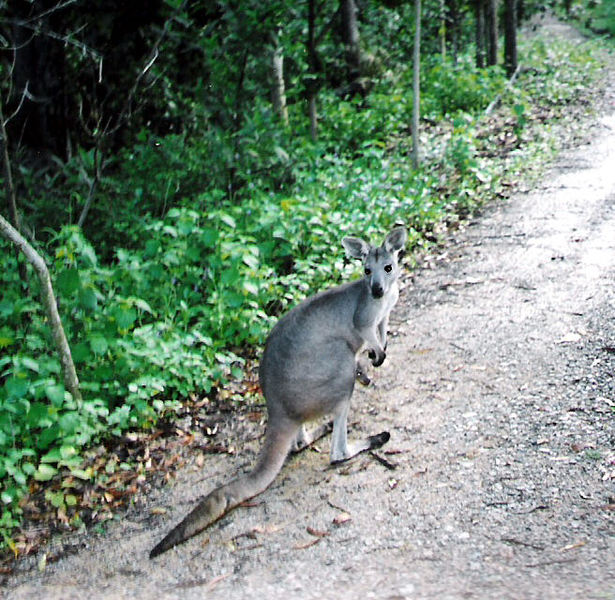 Macropus robustus