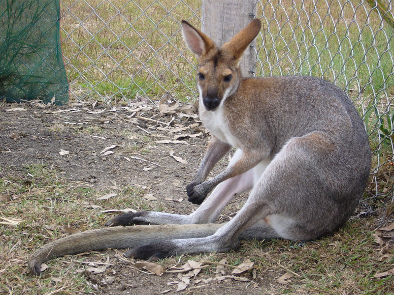 Macropodinae