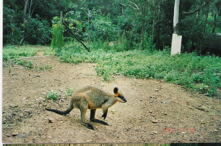 Wallabia_bicolor