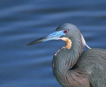 Egretta