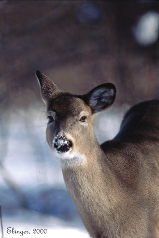 Odocoileus