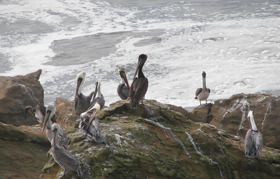 pelicans