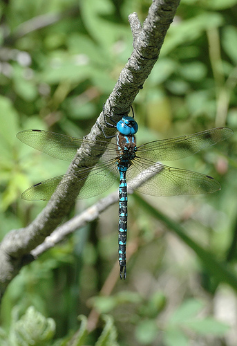 Odonata