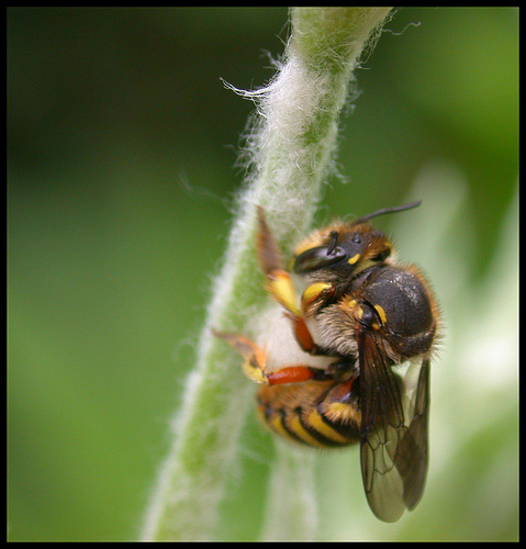 Hymenoptera