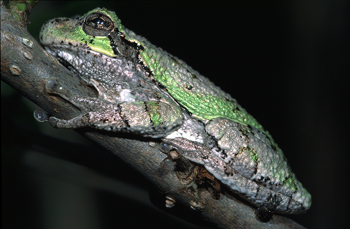 graytreefrog