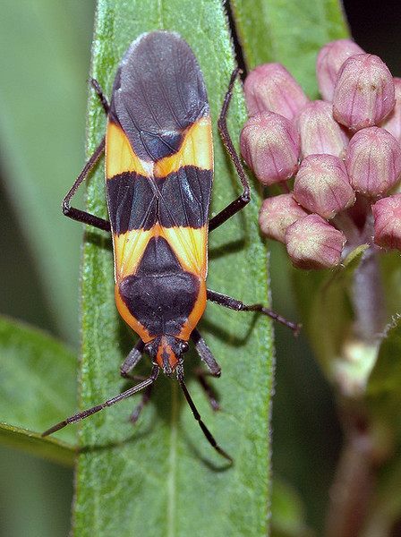 oncopeltis_fasciatus