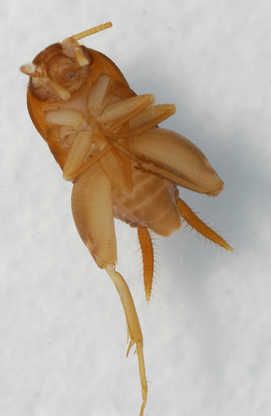 Eumetazoa