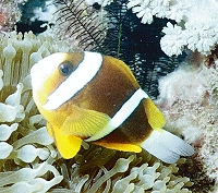 Amphiprion akindynos