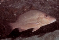 Euteleostomi