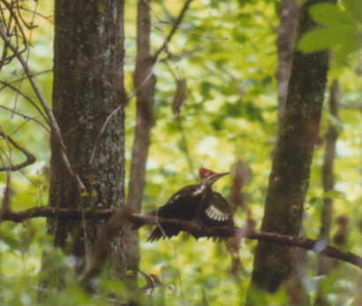 Piciformes