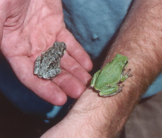 Photo of Hyla versicolor