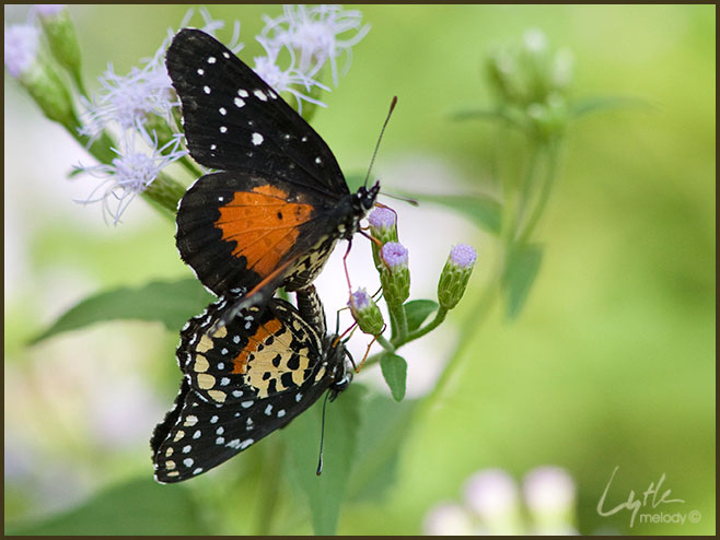 Lepidoptera