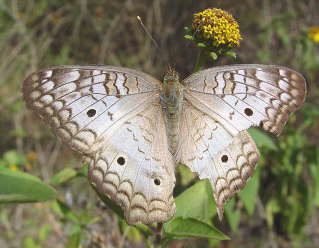 anartia_jatrophae