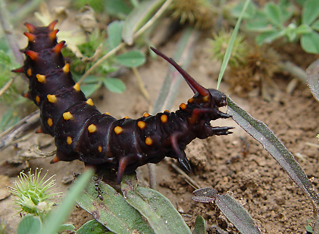 Lepidoptera