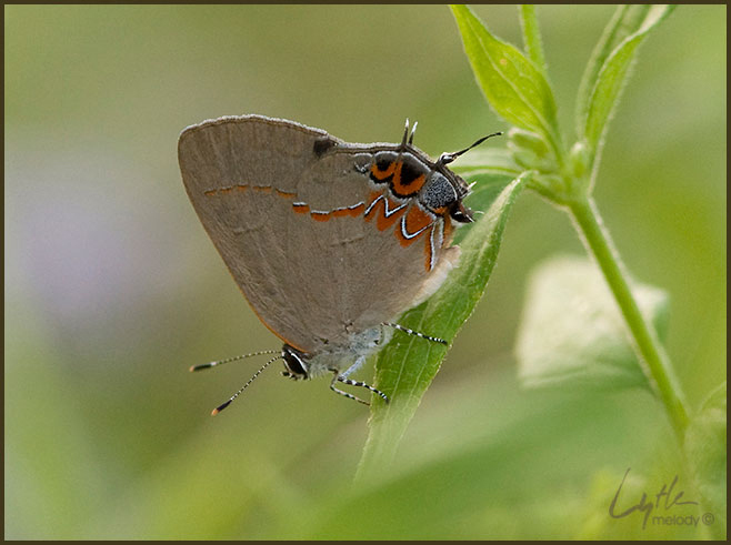 Papilionoidea