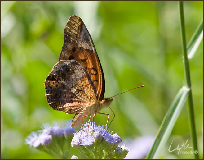 Papilionoidea