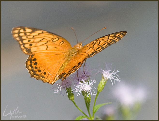 Nymphalidae