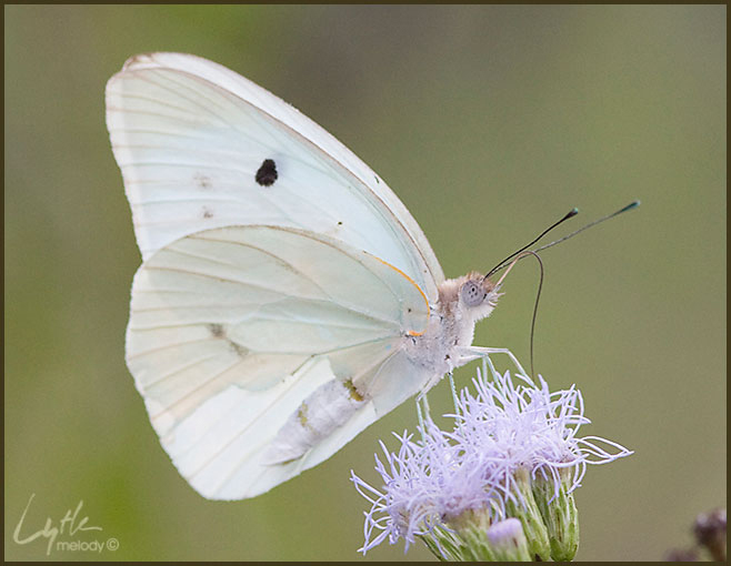 Lepidoptera