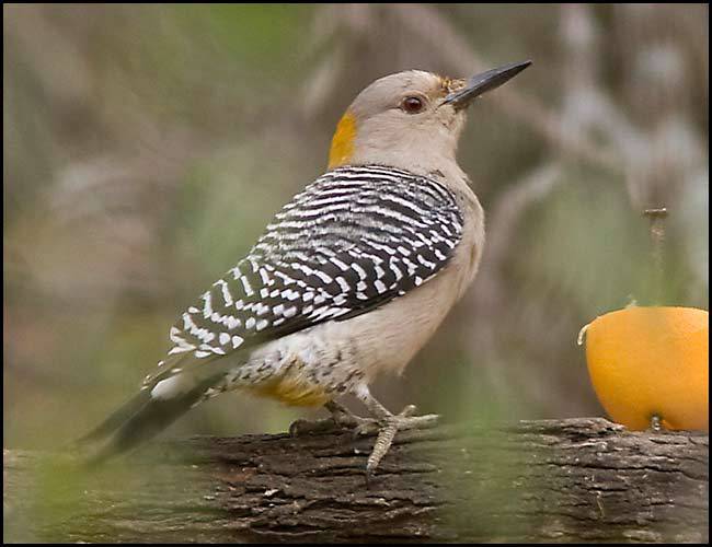 Piciformes