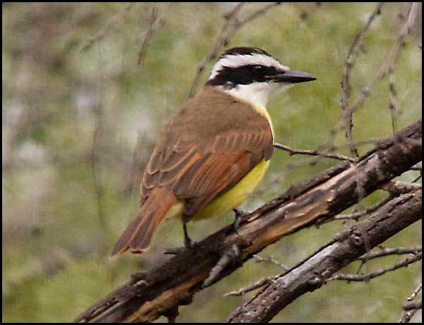 greatkiskadee