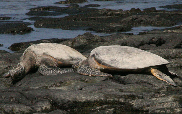 Chelonia mydas