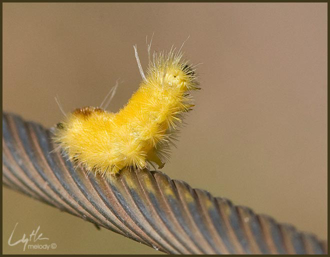 Lepidoptera