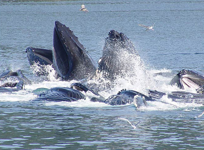 humpbackwhale_coopfeeding