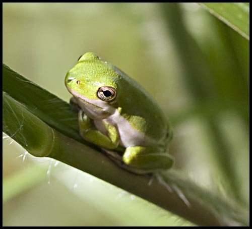 hyla_cinerea