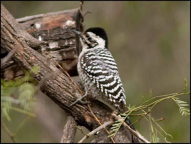 ladderbackwoodpecker