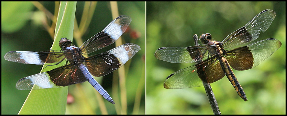 libellula_luctuosa