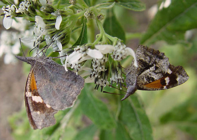 libytheana_carinenta