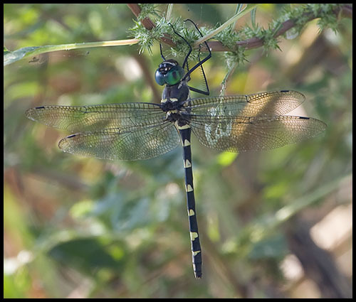 macromia_illioiensis