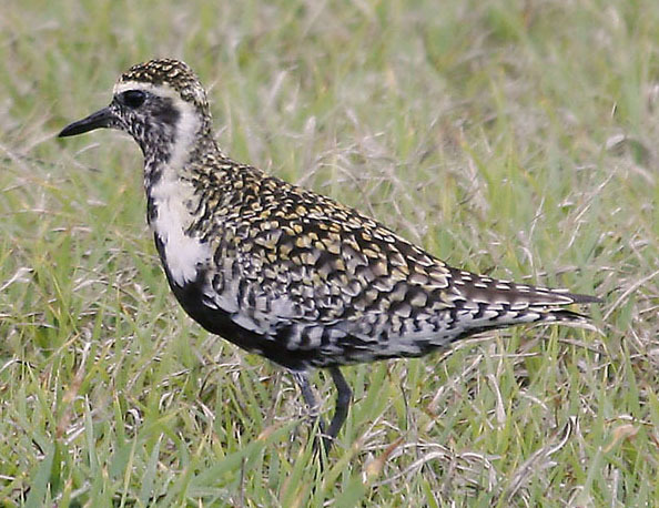 pacificplover2