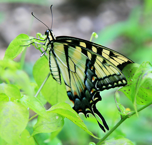 Papilio glaucus