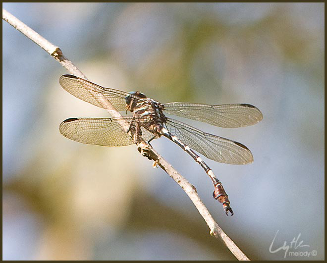 phyllogomophoides_albrighti