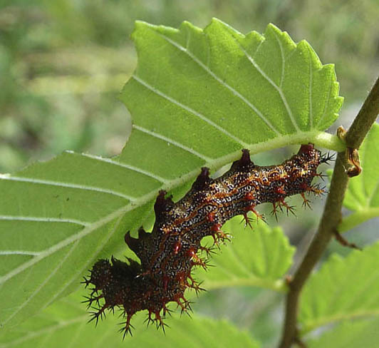 polygonia_interroganlarva