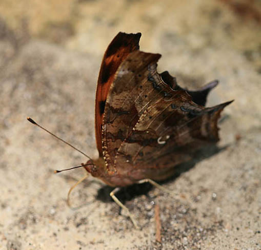 polygonia_interrogantionis2