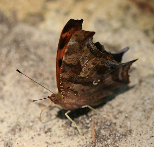 Photo of Polygonia interrogationis