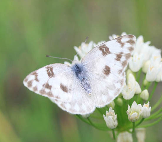 Papilionoidea