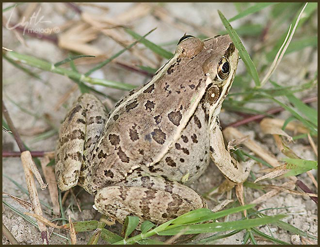 Lithobates