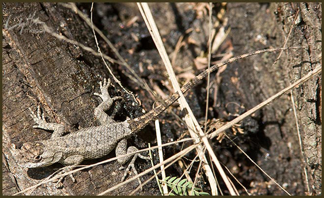 Sceloporus olivaceus