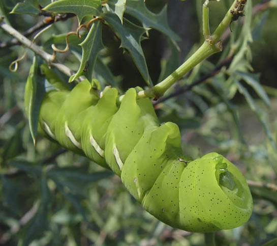 sphingidae_larva