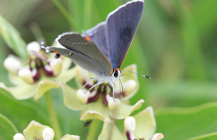 Papilionoidea