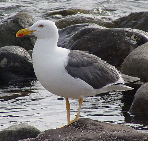 yellowfootedgull